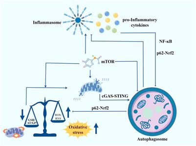 Autophagy is a promising process for linking inflammation and redox homeostasis in Down syndrome